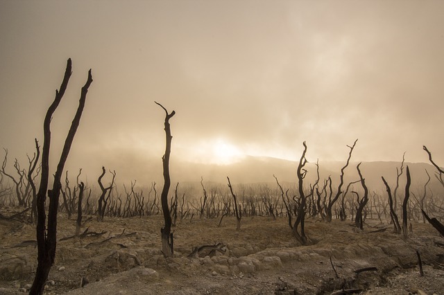 dead-trees-947331_640.jpg